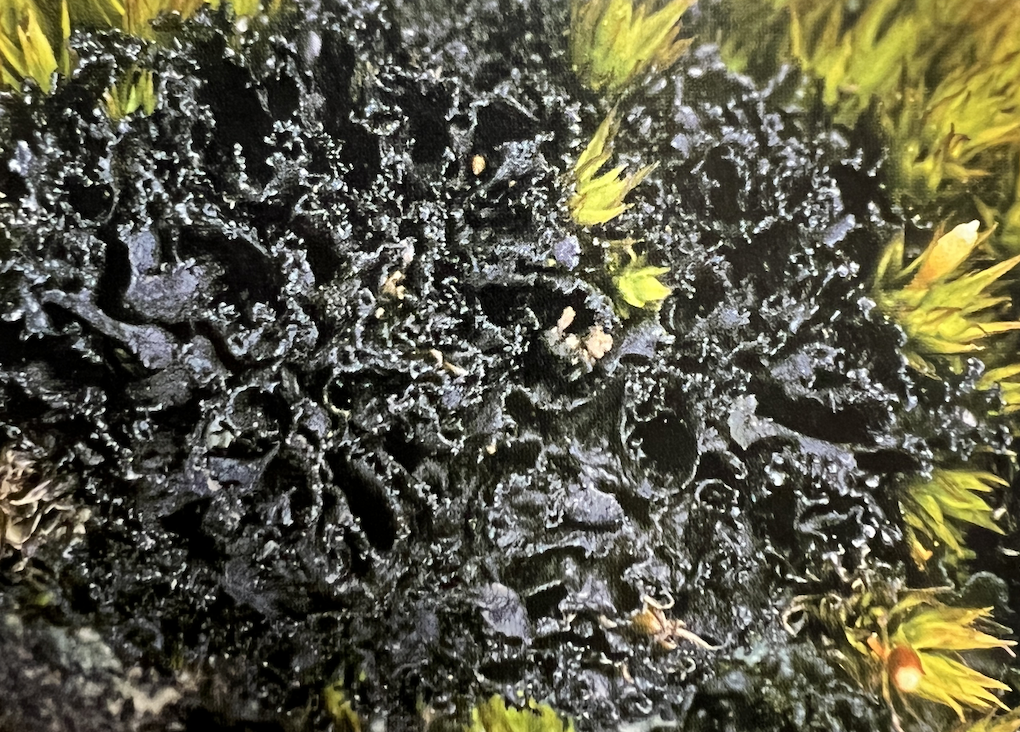 Macrolichens Of The Pacific Northwest Introductory Dichotomous Key