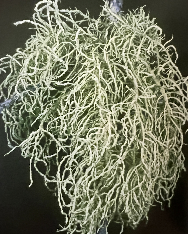 Usnea lapponica