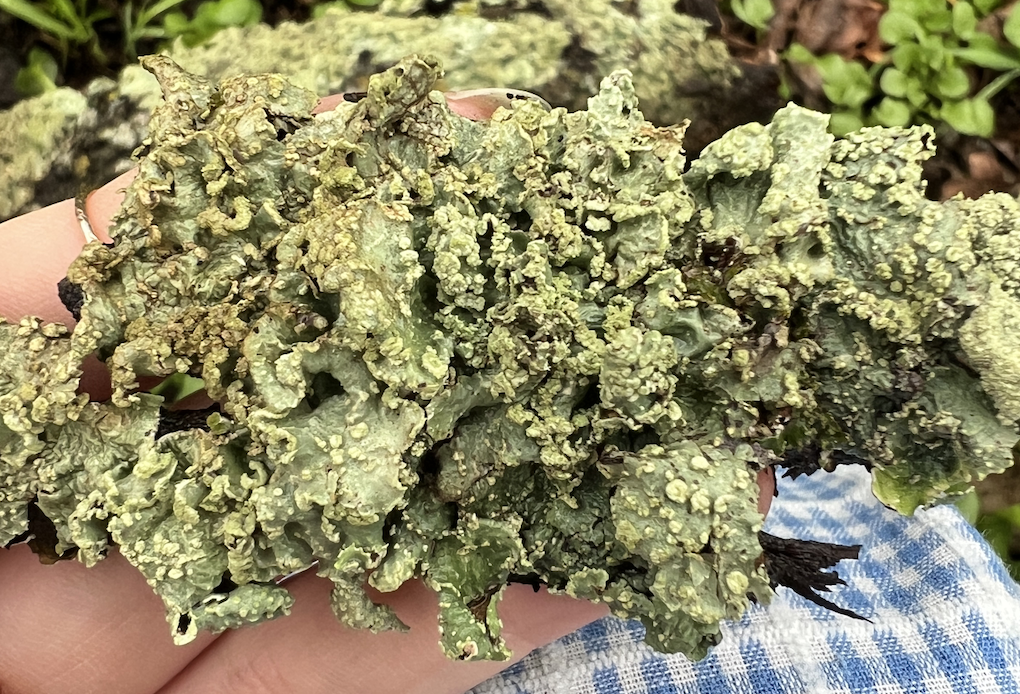 Macrolichens Of The Pacific Northwest Introductory Dichotomous Key