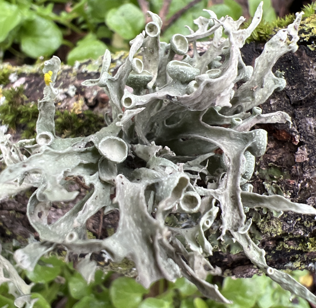 ramalina